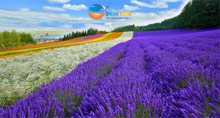Tour Nhật Bản: Khám Phá Hokkaido Mùa Lavender Hè 2026